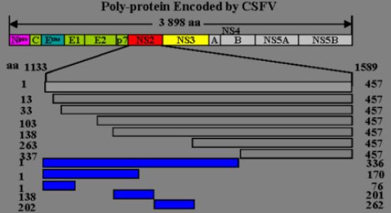 cSFV