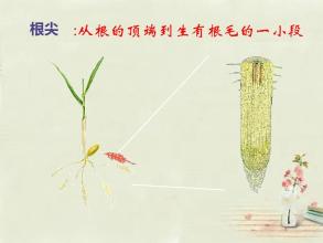 植物根的生长PPT
