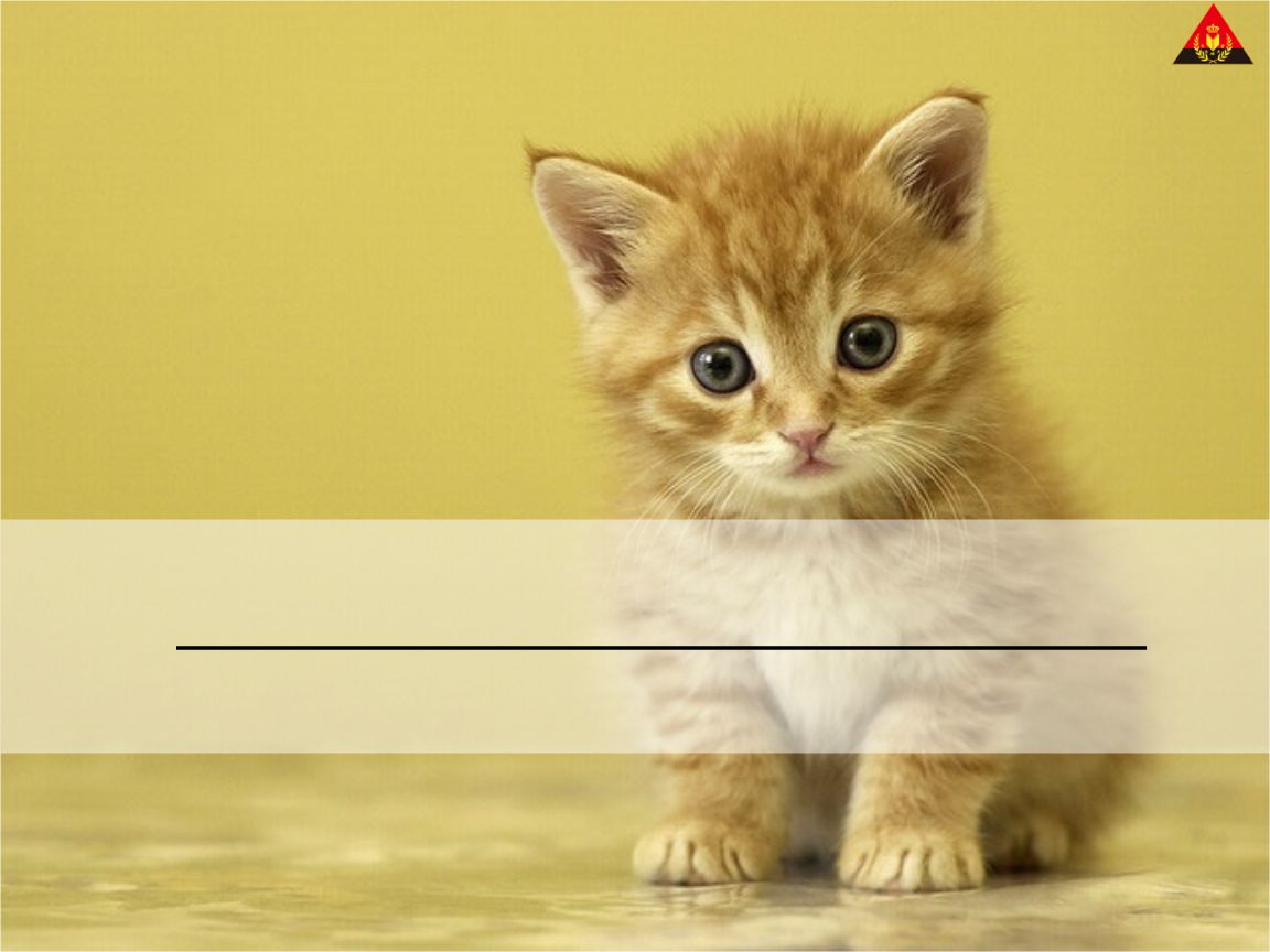 猫PPT课件