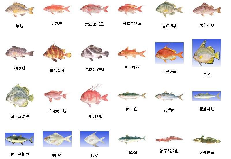 鱼类图谱大全