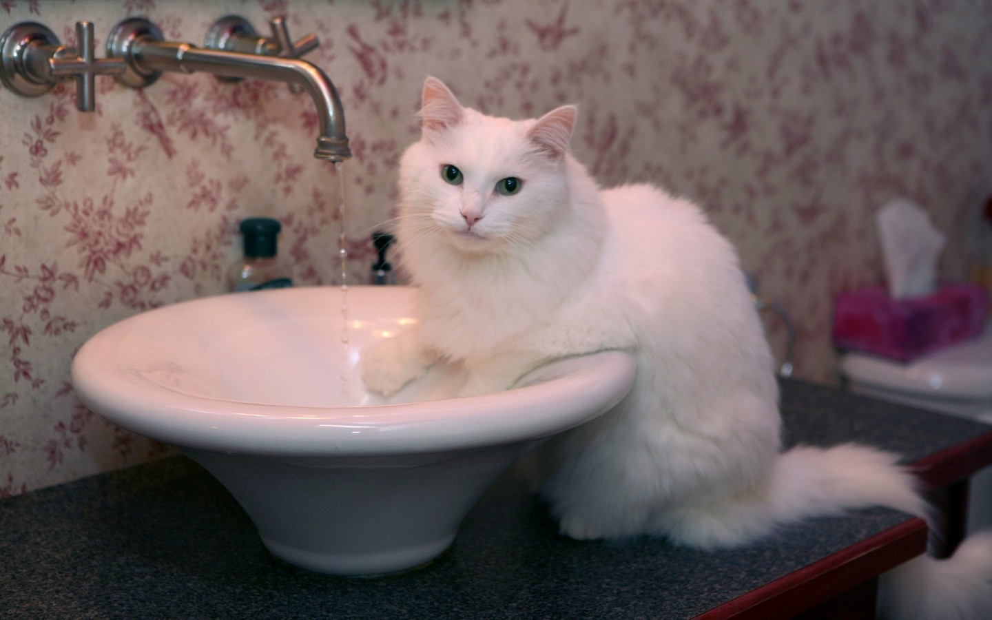 桌面宠物猫1.0