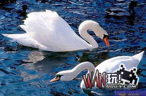 自然拼图