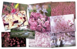 壁纸精选：桃花烂漫