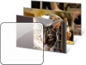 win7主题：可爱猫咪