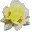 CyD GiF Studio Pro 