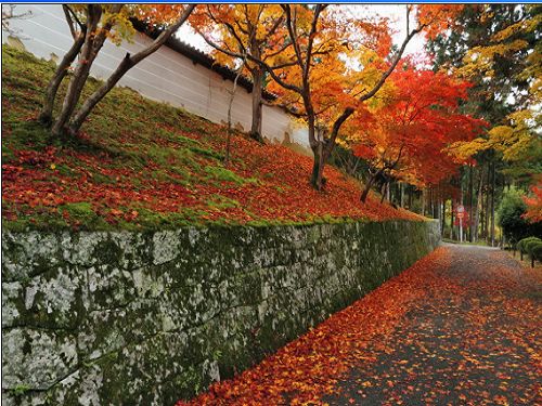 壁纸精选：枫叶满地