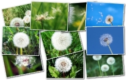 壁纸精选：蒲公英