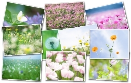 壁纸精选：山花烂漫第一辑