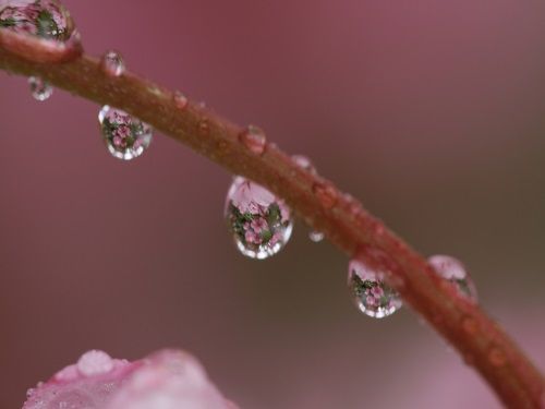 Win7官方主题-花园